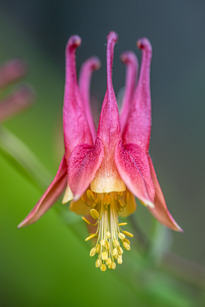 Columbine 4