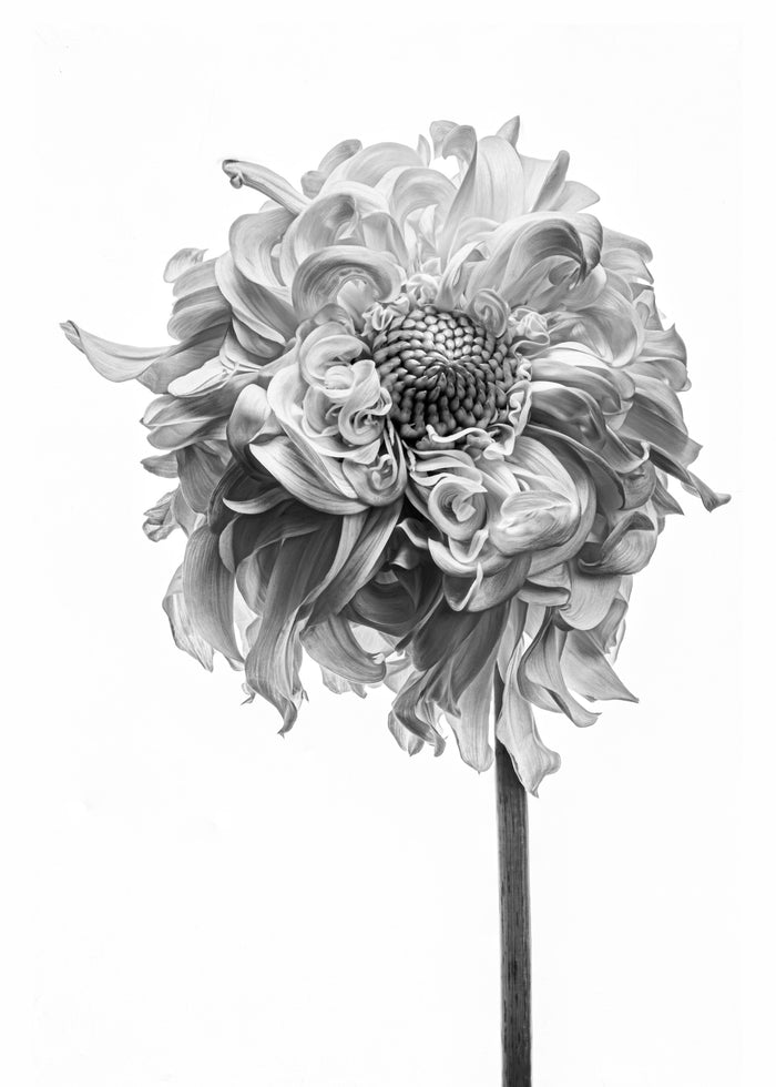 Dahlia 102