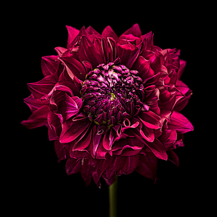 Dahlia 35