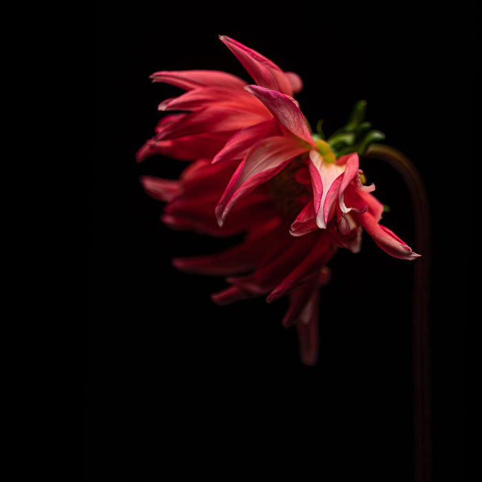 Dahlia 47