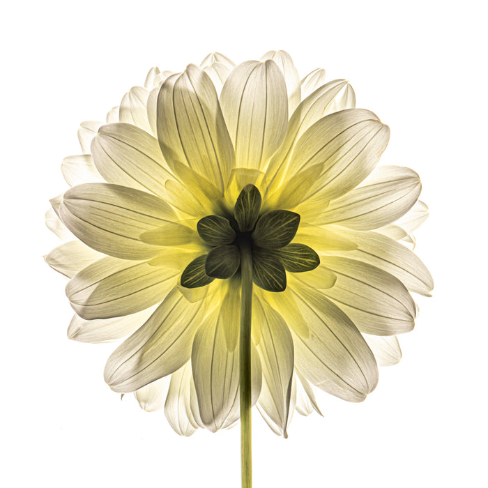 Dahlia 63