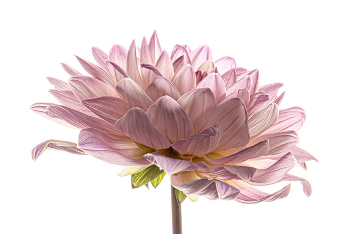 Dahlia 65