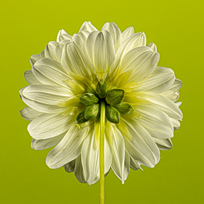 Dahlia 67