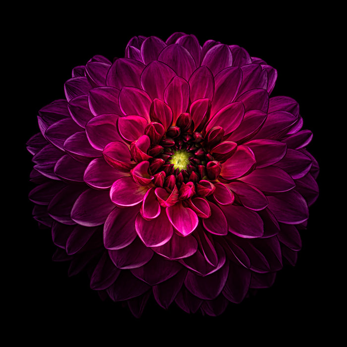 Dahlia 70