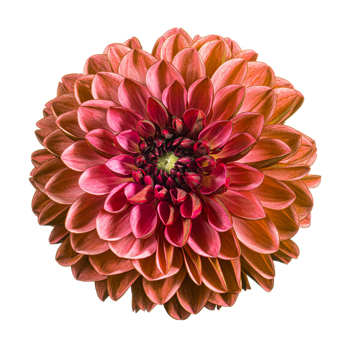 Dahlia 73