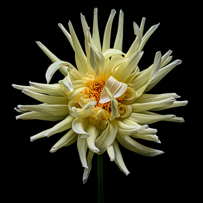 Dahlia 83