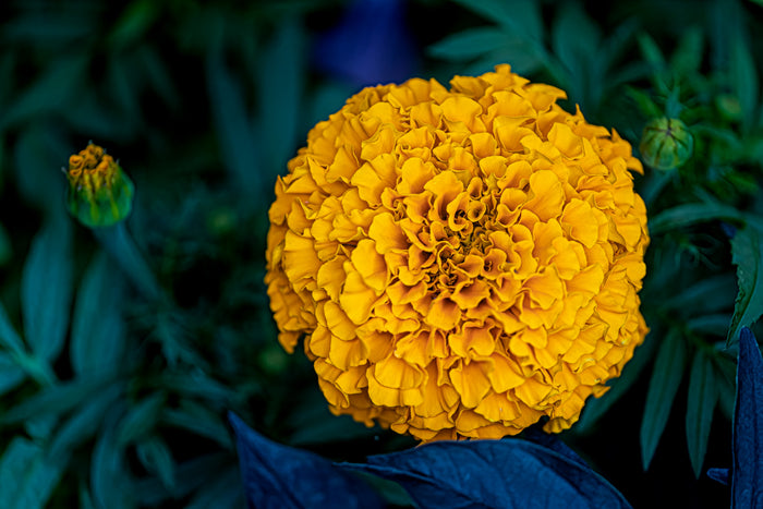 Marigold 3