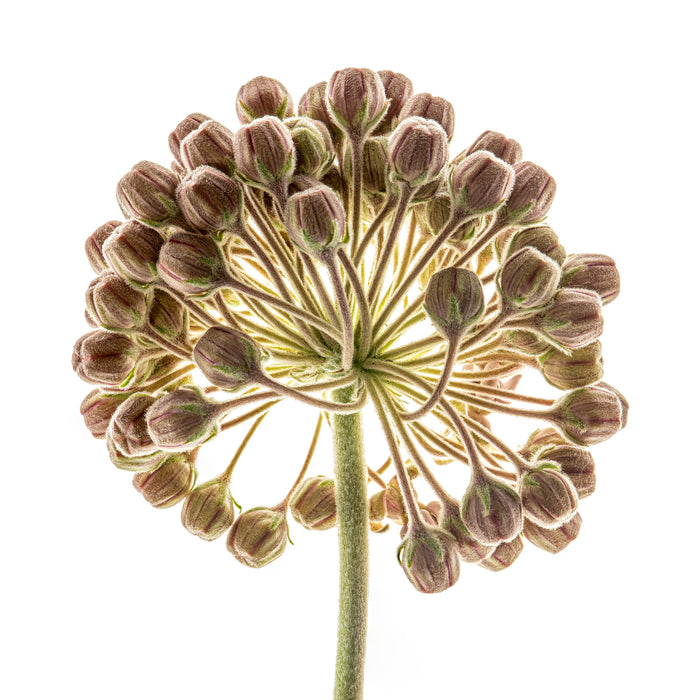 Milkweed 15