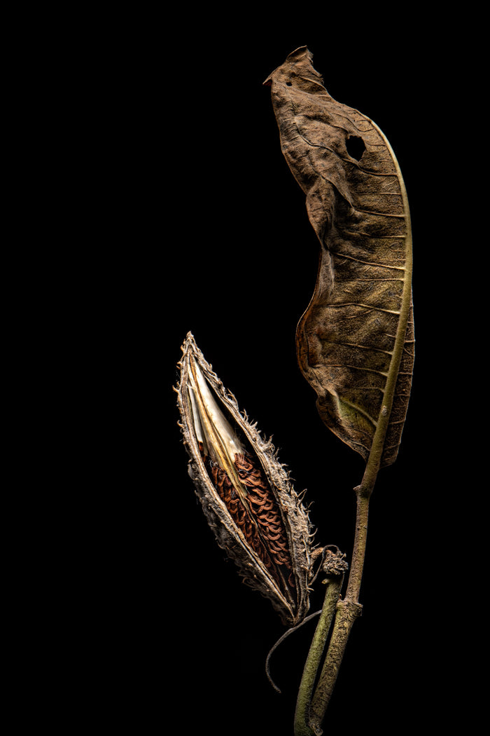 Milkweed 16