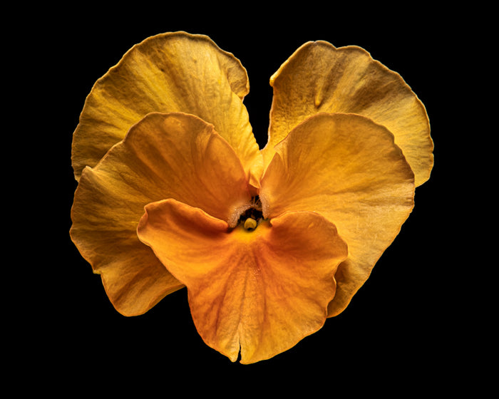 Pansy 2