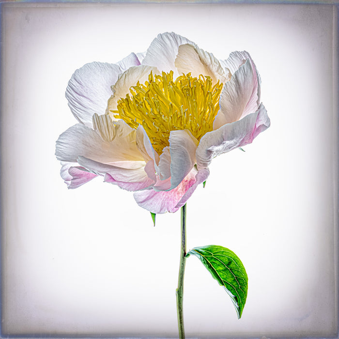Peony 22