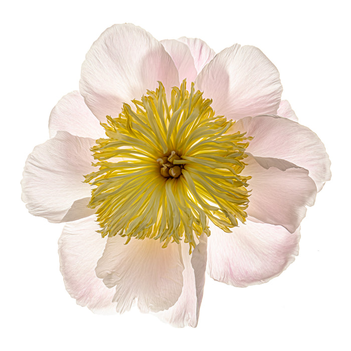 Peony 26