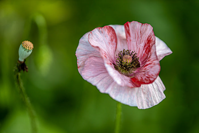 Poppy 13