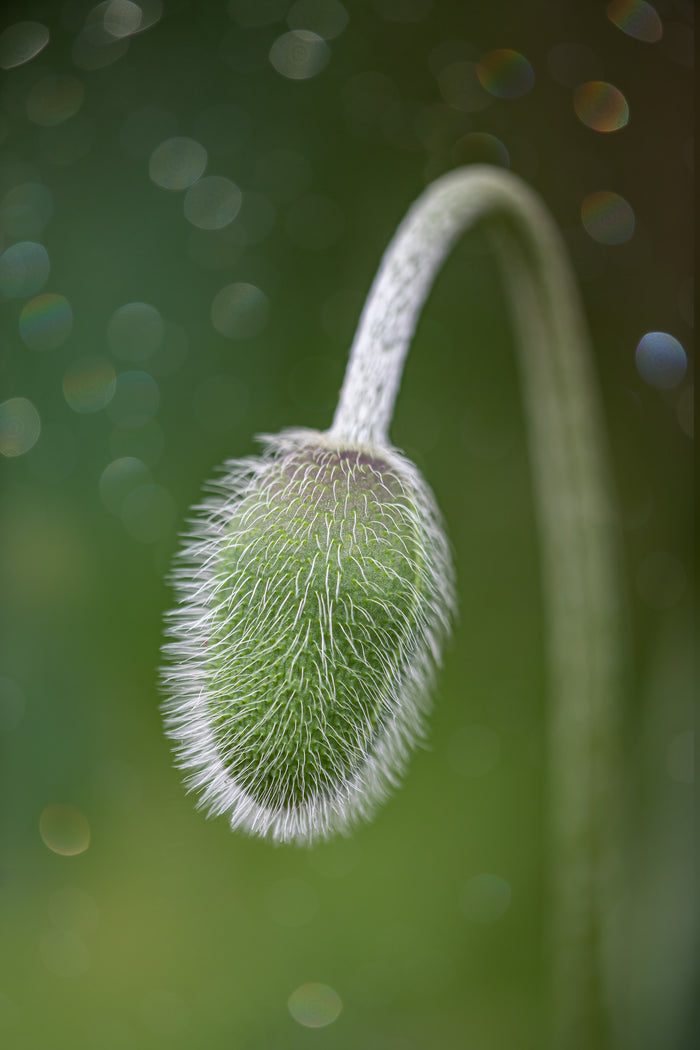 Poppy 4