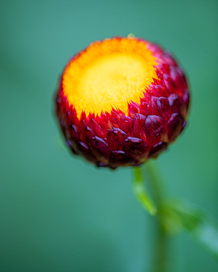 Strawflower 15