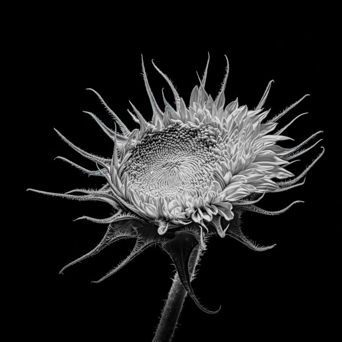 Sunflower 17