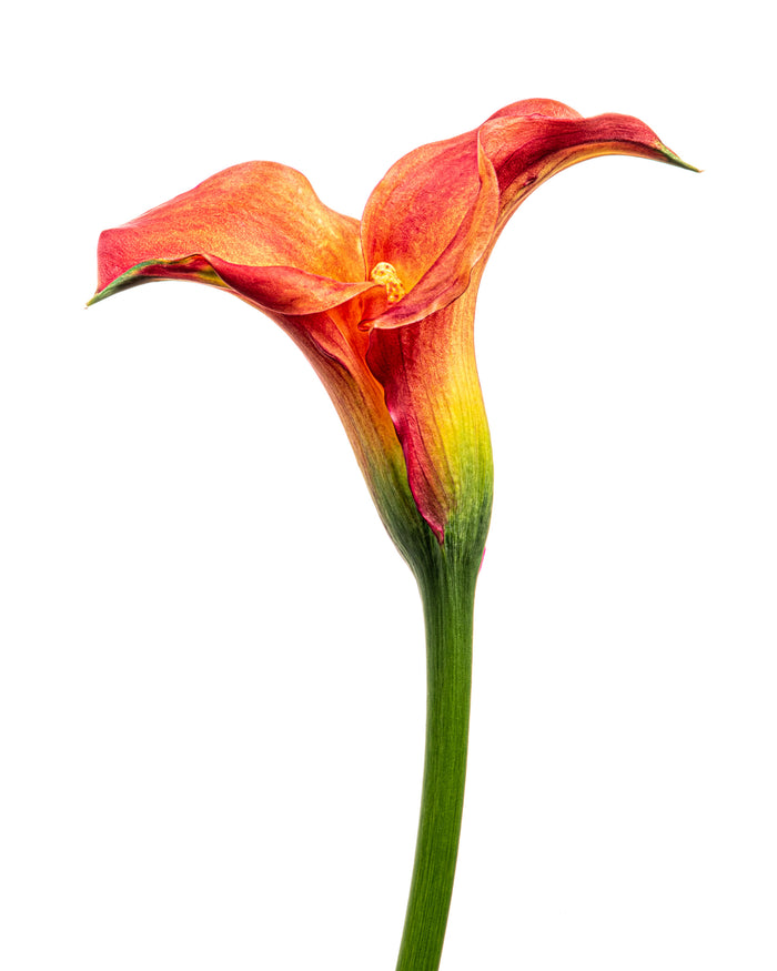 Calla Lily 4