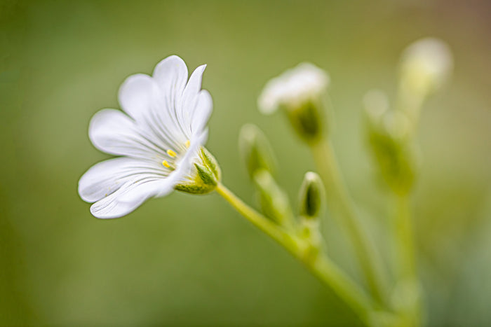 Chickweed 1