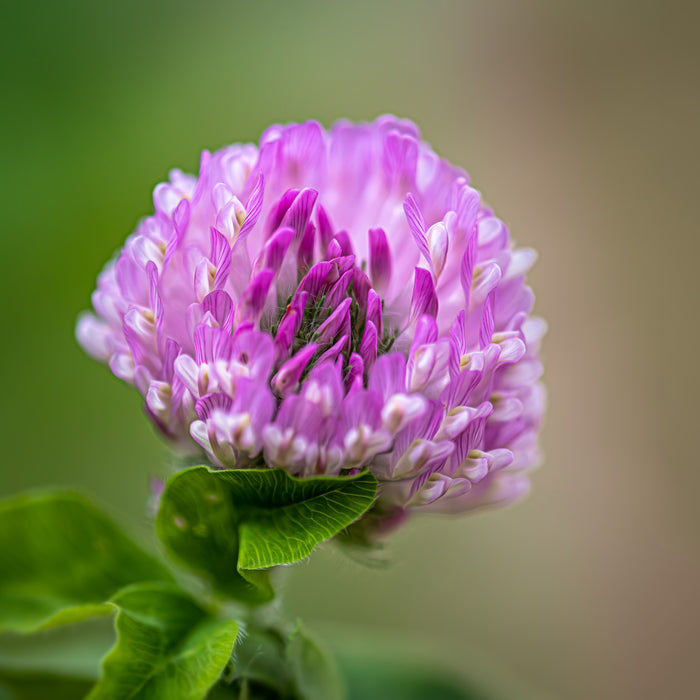Clover 2