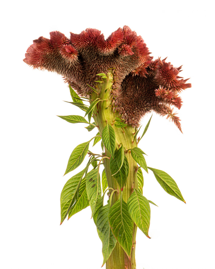 Cockscomb 8