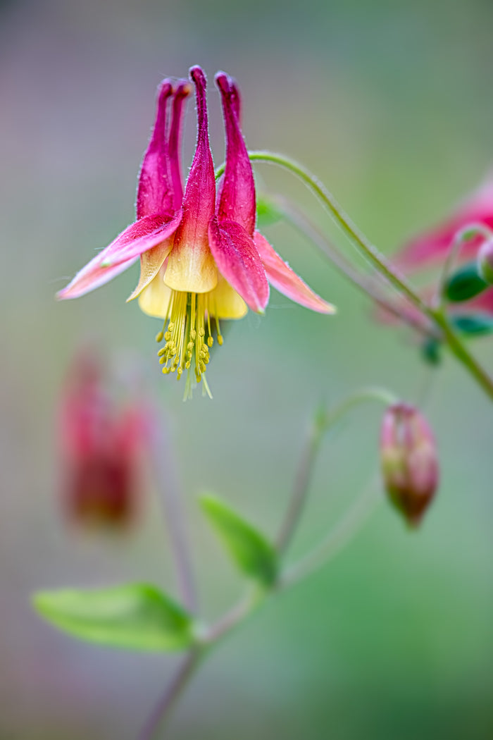 Columbine 3