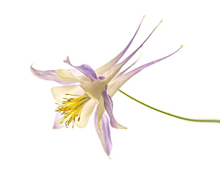 Columbine 7