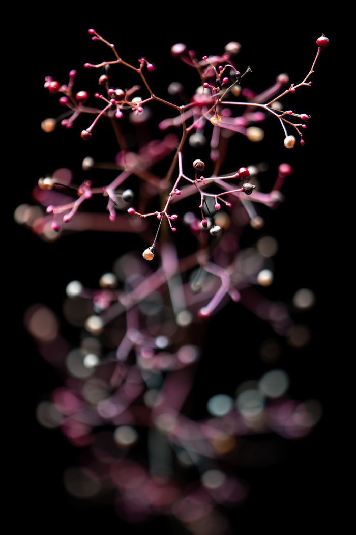 Coralbell 1