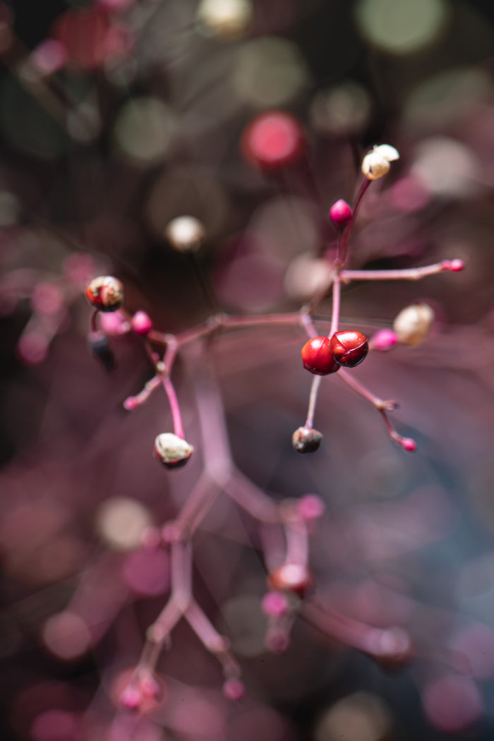 Coralbell 2