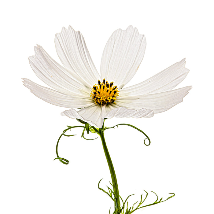 Cosmos 7