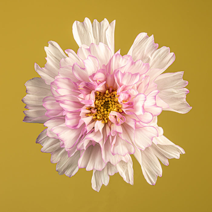 Cosmos 8