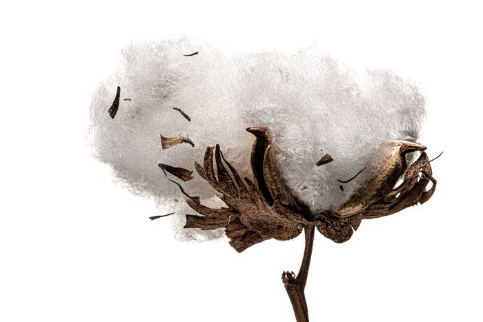 Cotton 1