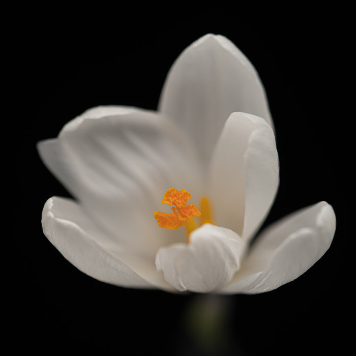 Crocus 9
