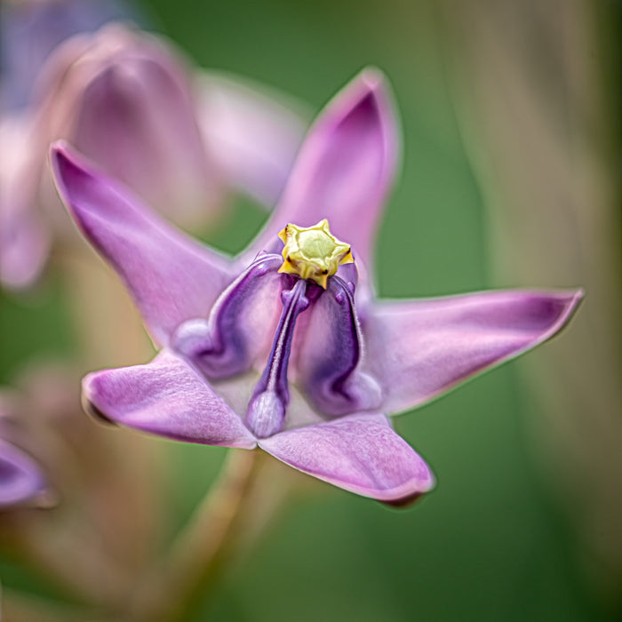 Crown Flower 1