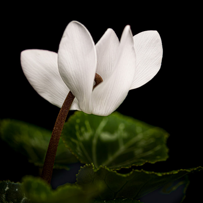 Cyclamen 1