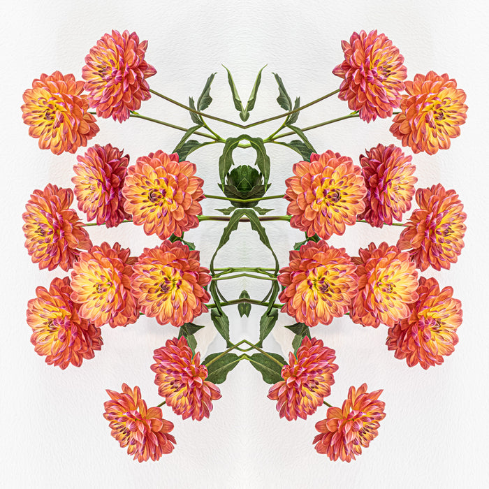 Dahlia 101