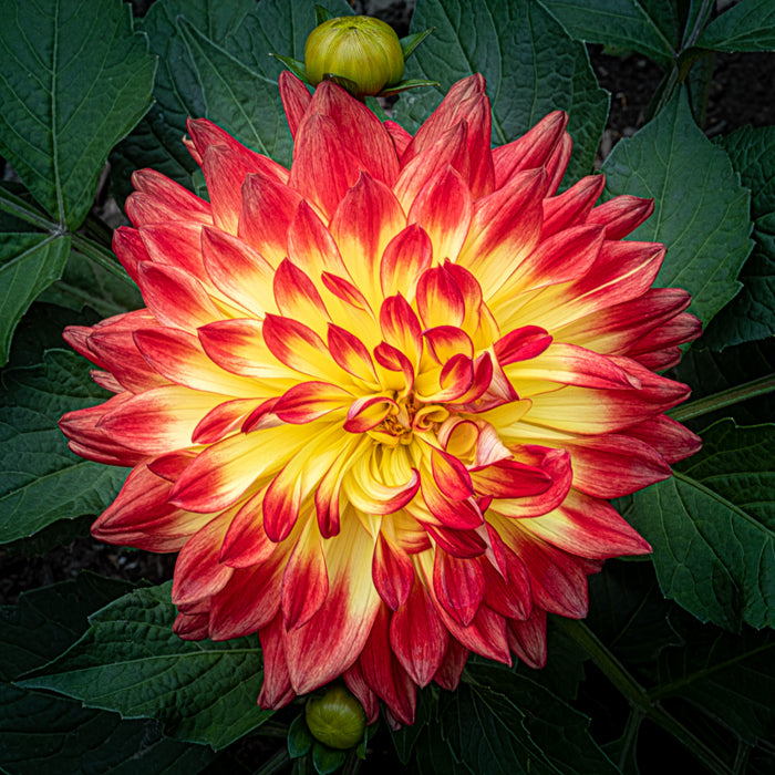 Dahlia 34