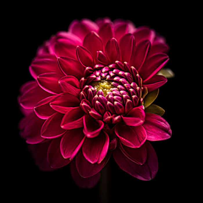 Dahlia 36