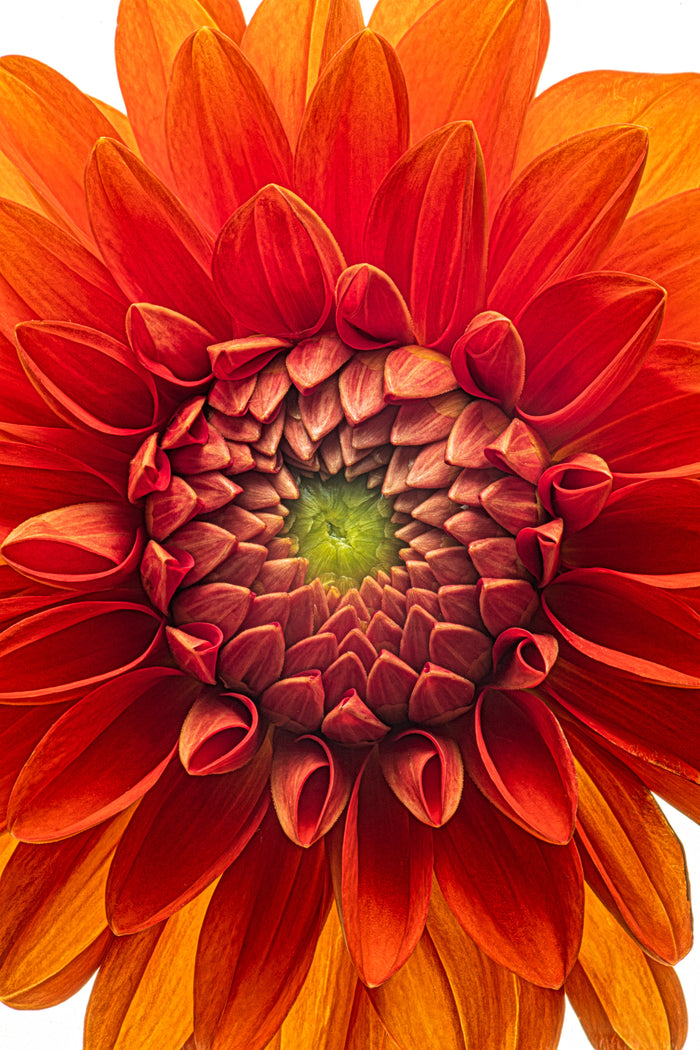 Dahlia 37