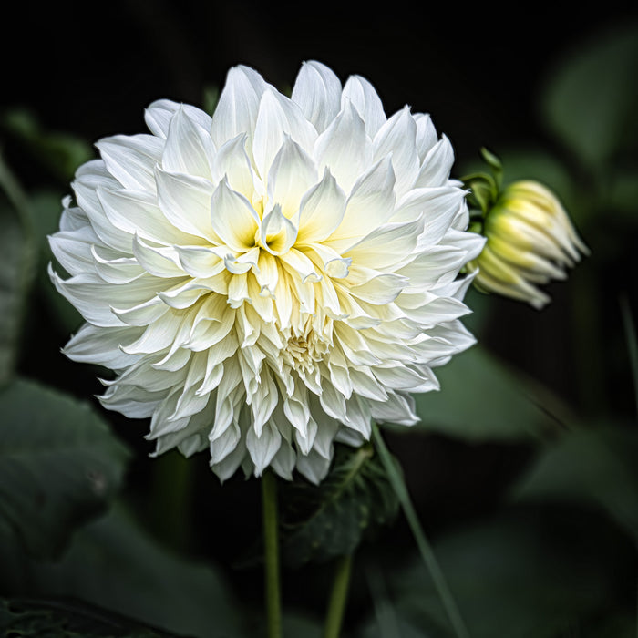 Dahlia 38
