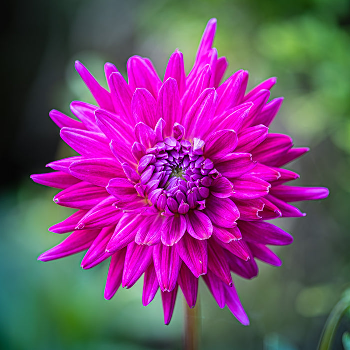 Dahlia 39