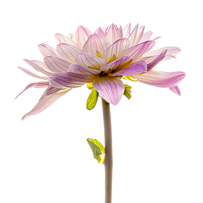 Dahlia 43