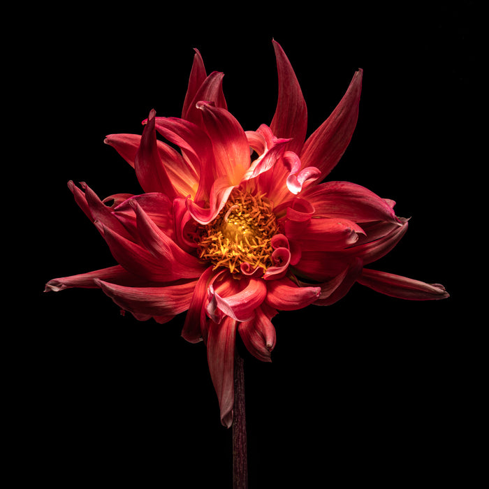 Dahlia 45
