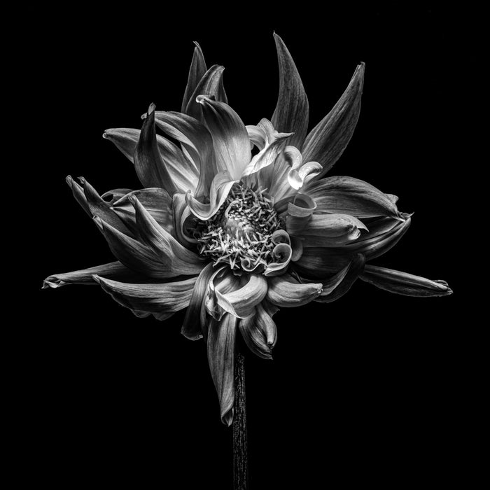 Dahlia 46