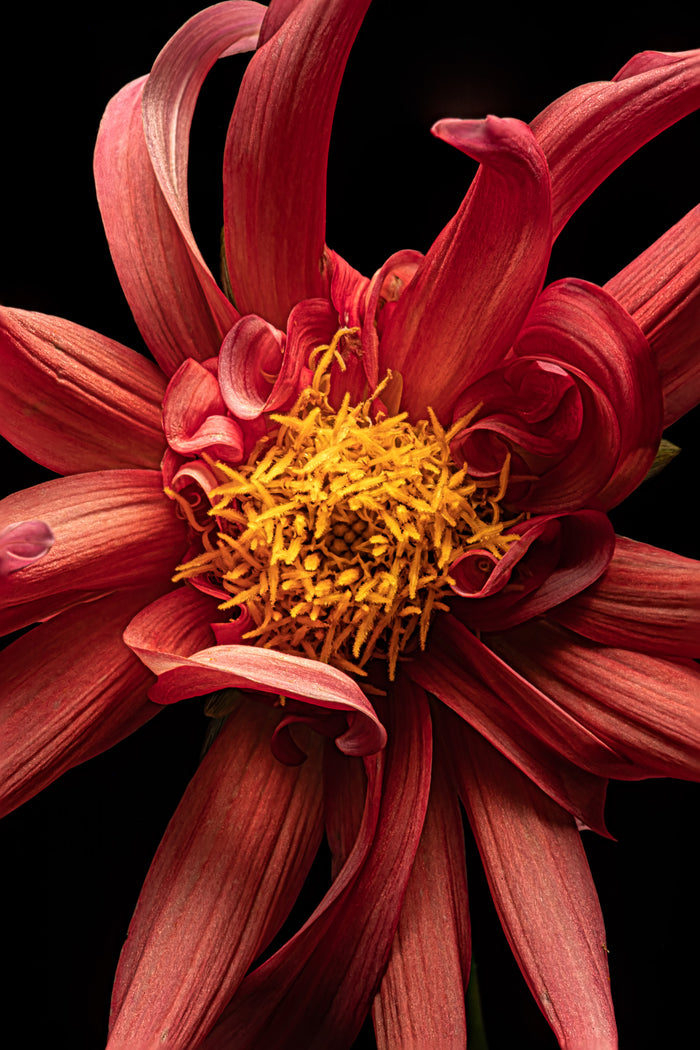 Dahlia 48
