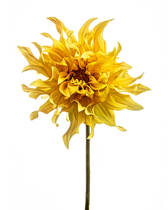 Dahlia 50