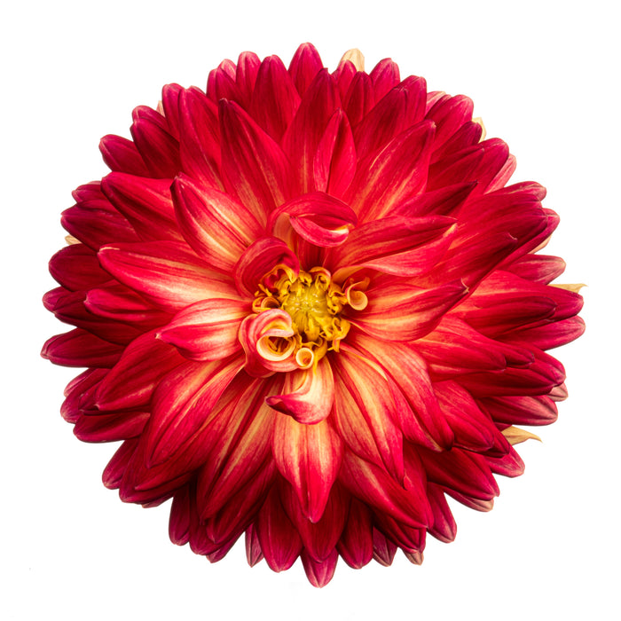 Dahlia 51