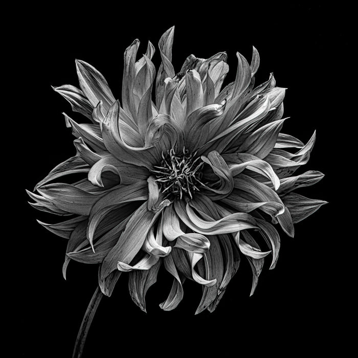 Dahlia 53