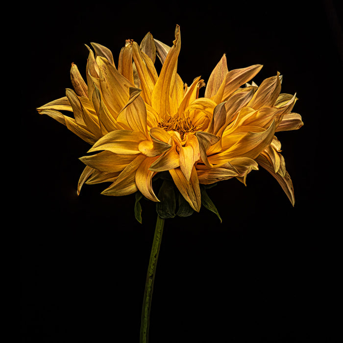 Dahlia 54