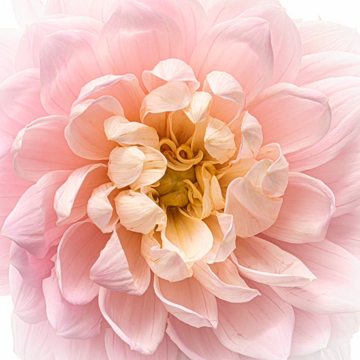 Dahlia 55