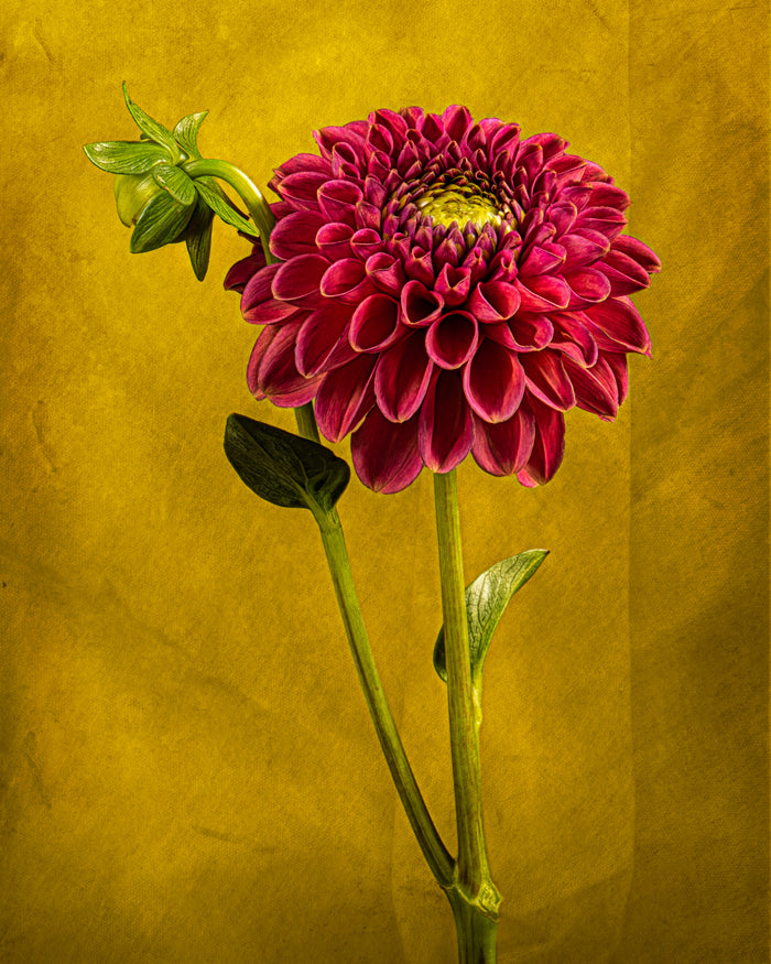 Dahlia 58